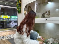 -青奢宠物·青奢猫舍