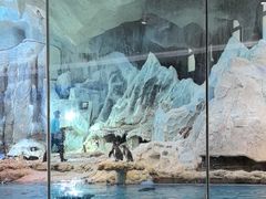 -帝企鹅自助餐厅•儿童岛•真企鹅(长隆企鹅酒店)