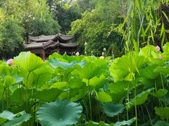 -莲湖公园