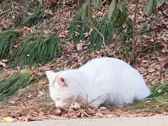 -狼山风景名胜区