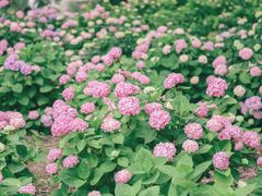 -上海滨江森林公园