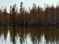-白鹭湾湿地公园