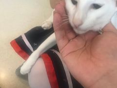 -飞行喵MR PILOT|猫舍·猫咖(静安大融城店)