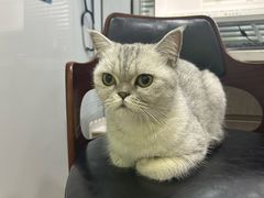 -pd派德宠物中心医院24H急重症·眼科中心·血液透析中心(嵩山北路店)