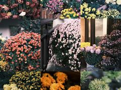 -杭州植物园