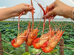 -七的湖·晚芳亭·阳澄湖农家菜·大闸蟹(莲花岛店)