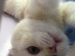 -喵的天空名猫咖啡馆·撸猫·猫舍·用品