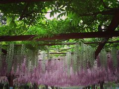 -嘉定紫藤园