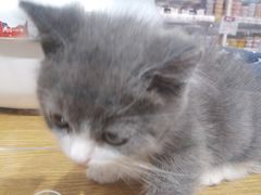 -狗道宠物(常熟印象城店)