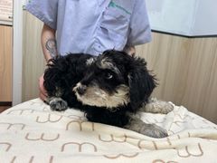 -瑞派紫金宠物医院24小时·骨科·中兽医·重症转诊中心(番禺大石院)