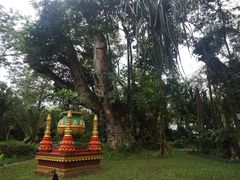 -瑞丽独树成林风景区