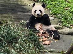 -都江堰中华大熊猫苑