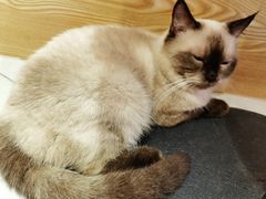 -Heymao猫咖.咖啡厅(东门店)