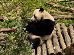 -黔灵山公园