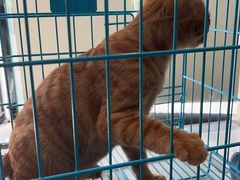 -乐琪宠物医院·犬猫专科·骨外科·急重症