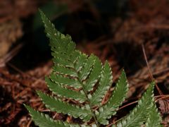 -西南大学北碚校区-竹园学生食堂