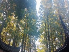 -上海醉白池公园