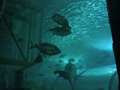 -悉尼海洋生物水族馆