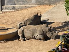 -西霞口神雕山野生动物世界