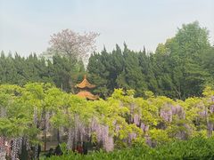 -嘉定紫藤园