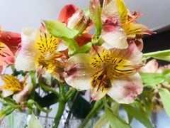 -昆明国际花卉拍卖交易中心