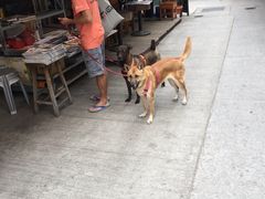 iphone_upload_pic-南丫岛