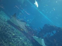-海棠湾洲际-涛·海底餐厅·美人鱼·自助餐·海底隧道
