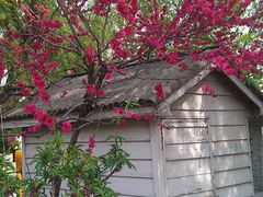IMAG1037-南汇桃花村