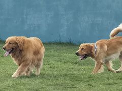 -趣玩宠物乐园寄养训犬训狗游泳池