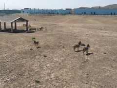 -新疆天山野生动物园