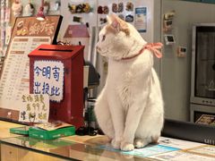 -猫的天空之城概念书店(丽江古城饮玉巷店)