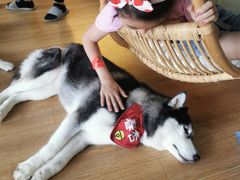 -Husky Go! 哈士奇体验馆·宠物咖啡厅狗咖