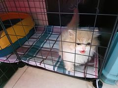 -欣宠猫屋·矮脚拿破仑·蓝金金渐层