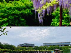 -嘉定紫藤园
