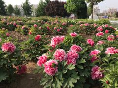 -曹州牡丹园