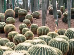 -南山植物园