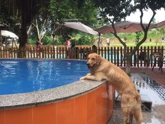 -良成狗狗乐园