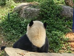-广州长隆野生动物世界