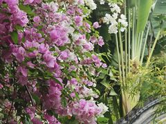 -深圳国际园林花卉博览园