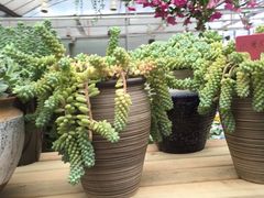 -金科花卉市场