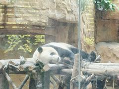 -成都动物园