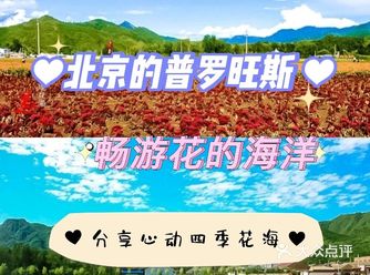 四季花海-北京的普罗旺斯-畅游花的海洋