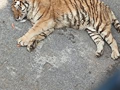 -大连森林动物园