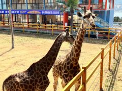 -西霞口神雕山野生动物世界