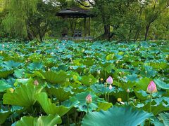 -西溪国家湿地公园