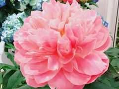 -双季花艺园艺市场(浦东店)