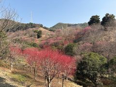 -新建村梅花