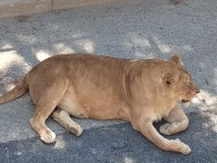 -大连森林动物园