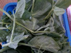 豌豆尖-钰洁腊排骨火锅
