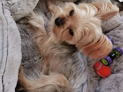 -宠福鑫康馨动物医院·骨科·眼科